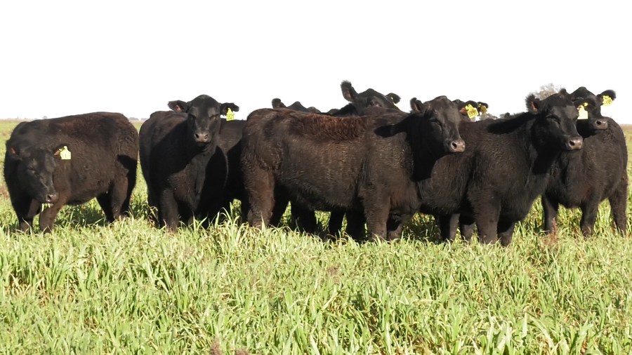 Lote VAQ. ANGUS NEGRAS  PC C/GTÍA DE PREÑEZ