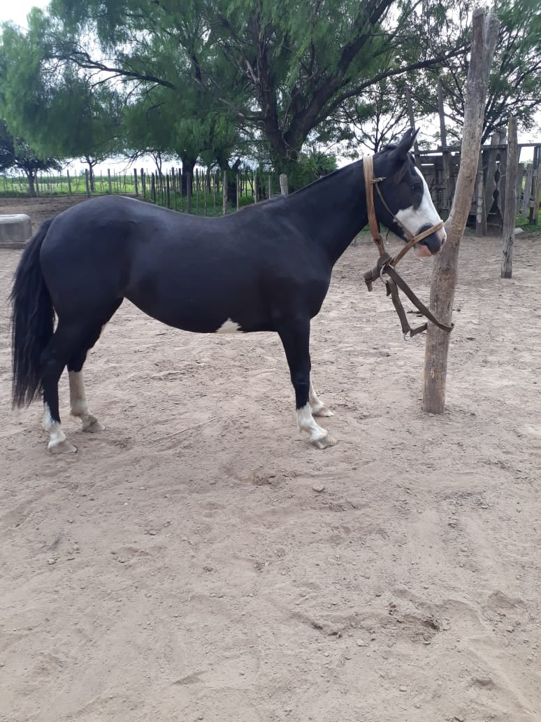 Lote 6 POTRANCAS OVERAS NEGRAS P.P. DE 3 AÑOS CON SERVICIO, CRIOLLAS PURAS, EN JUAREZ CELLMAN CORDOBA.