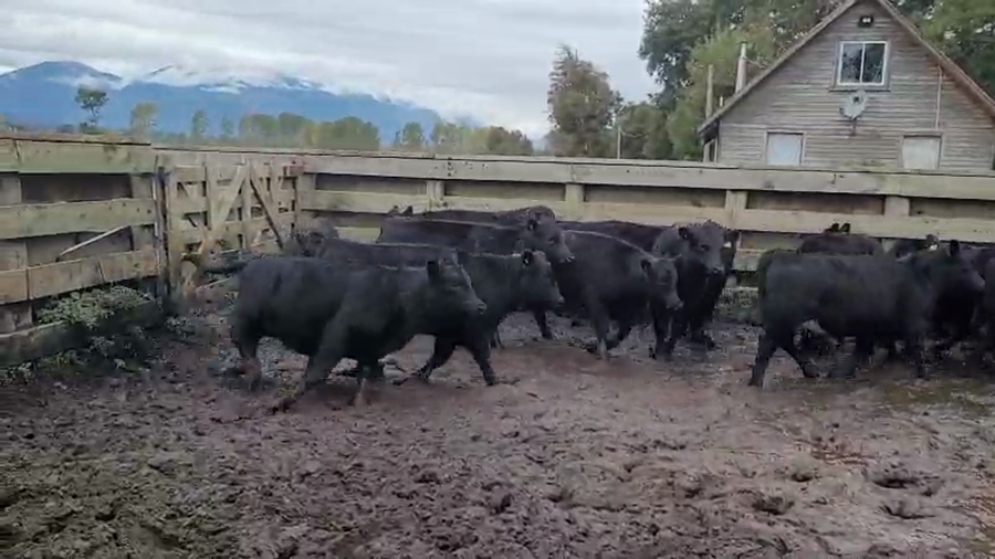 Lote 23 Ternera en Melipeuco, IX Región Araucanía