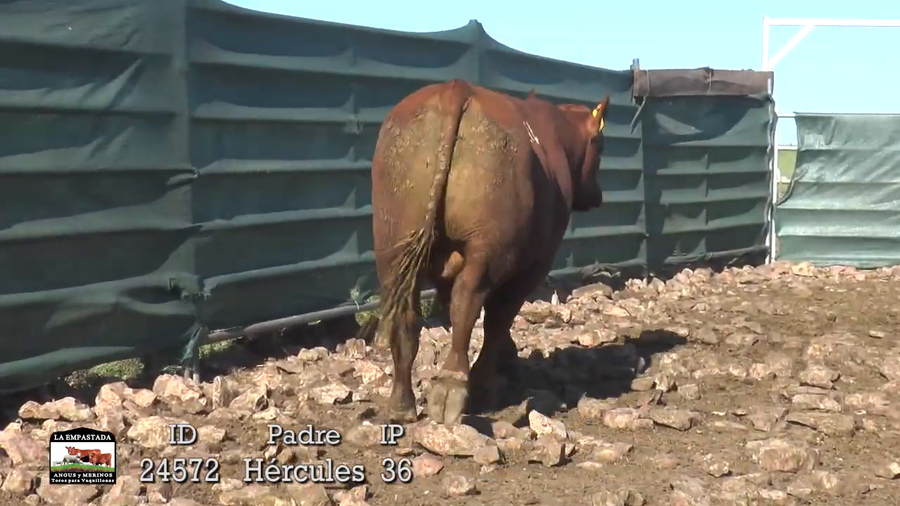 Lote 3 Toros a remate en 42º La Empastada, Durazno