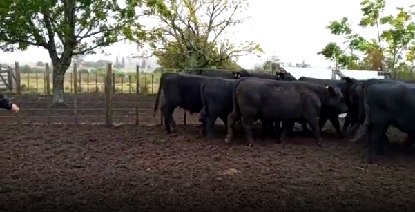 Lote 10 Novillos en Soriano