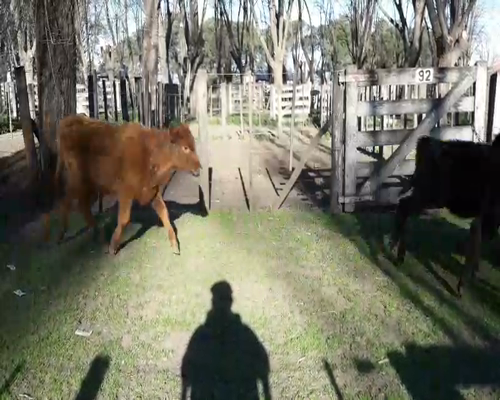 Lote 25 Terneras en Gral. Lamadrid, Buenos Aires