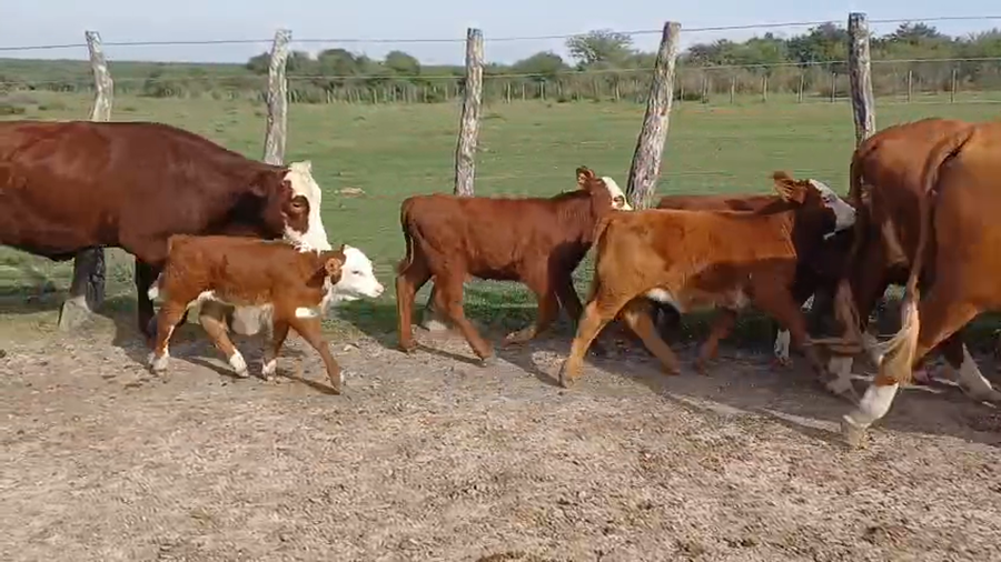 Lote 50 Vaquillonas preñadas en Corrientes, Curuzú-Cuatiá