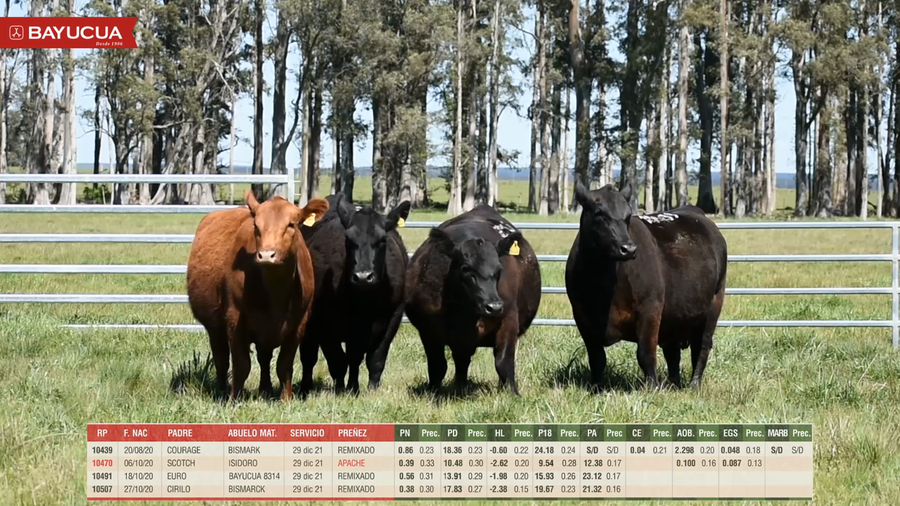 Lote VAQUILLONAS CAMPO PPI