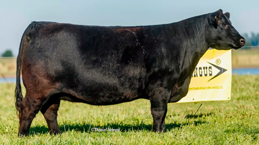 Lote 5 Embriones A LA CARTA con garantía de 2 preñeces de 141