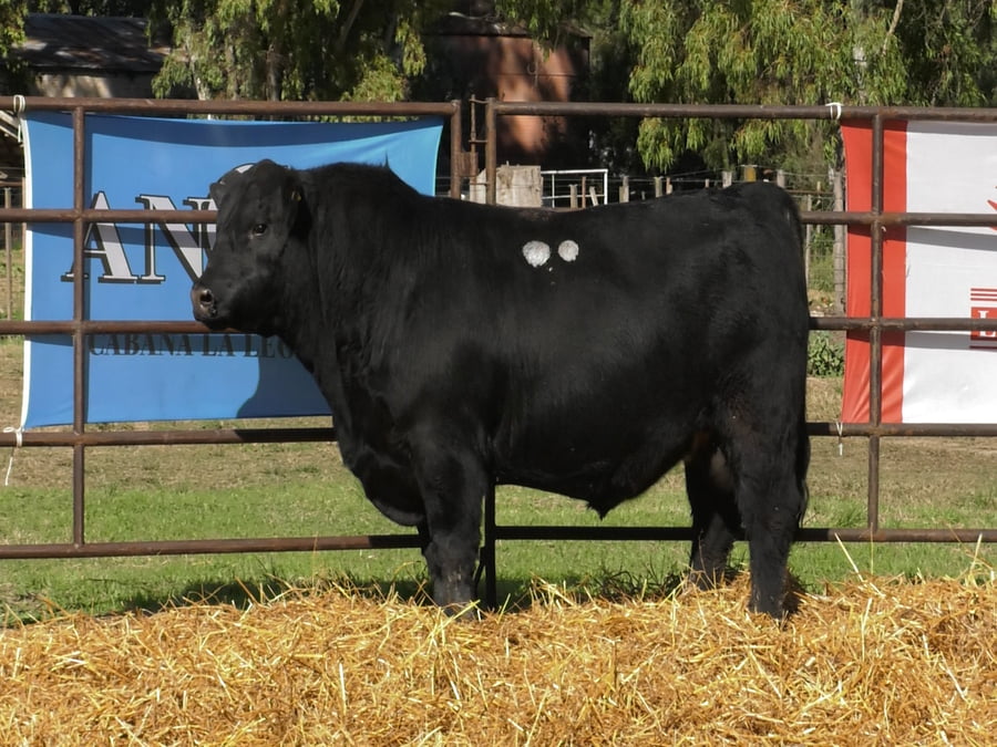 Lote TOROS ANGUS PP