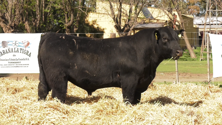 Lote TOROS PUROS CONTROLADOS