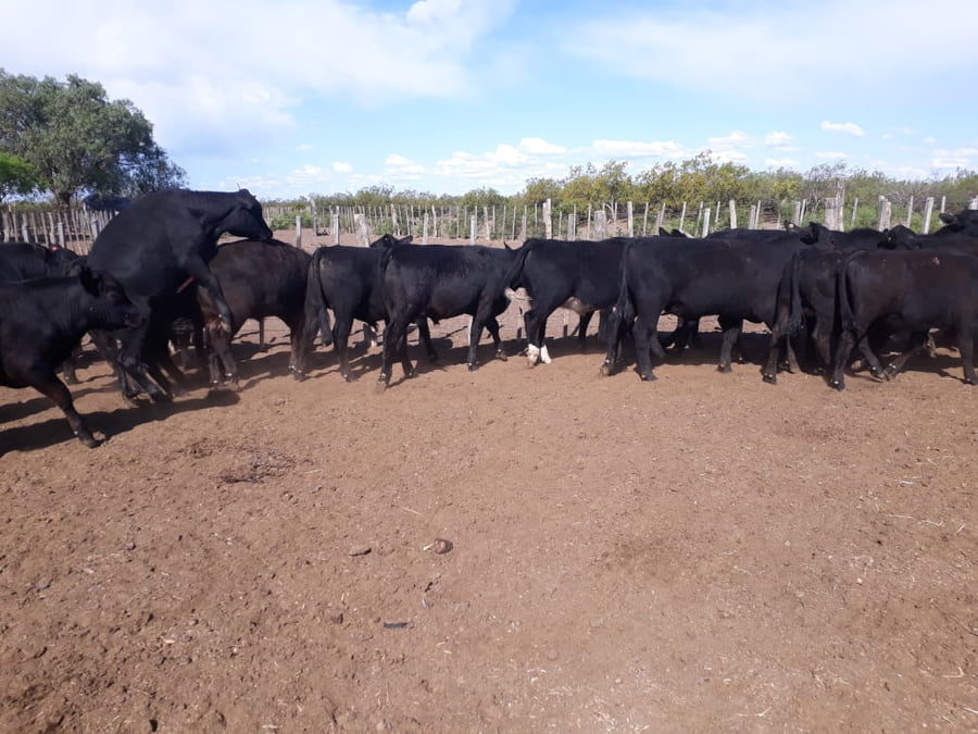 Lote 100 Novillitos 210kg - , Mendoza