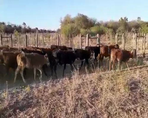 Lote 132 Terneros/as en Tintina, Santiago del Estero
