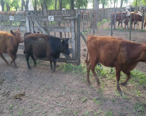 Lote 9 Terneras en Gral. Lamadrid, Buenos Aires