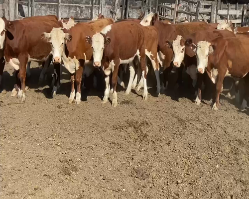 Lote 58 Terneros en Maciá, Entre Ríos