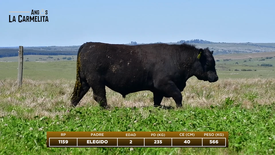 Lote RP 1159 - Angus La Carmelita