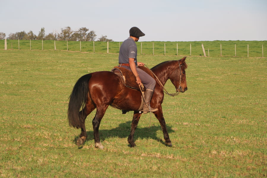 Lote SANTA GLORIA SANGRE FRIA
