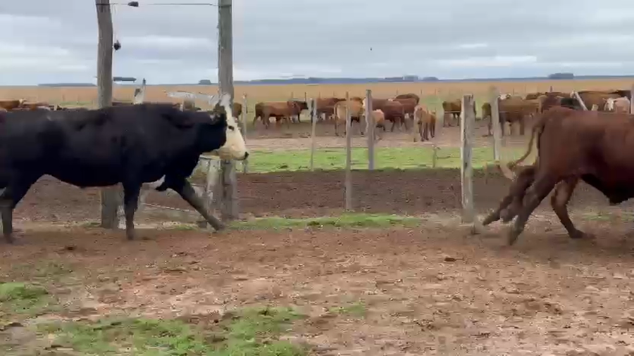 Lote 50 Novillos en Corrientes, Yapeyú
