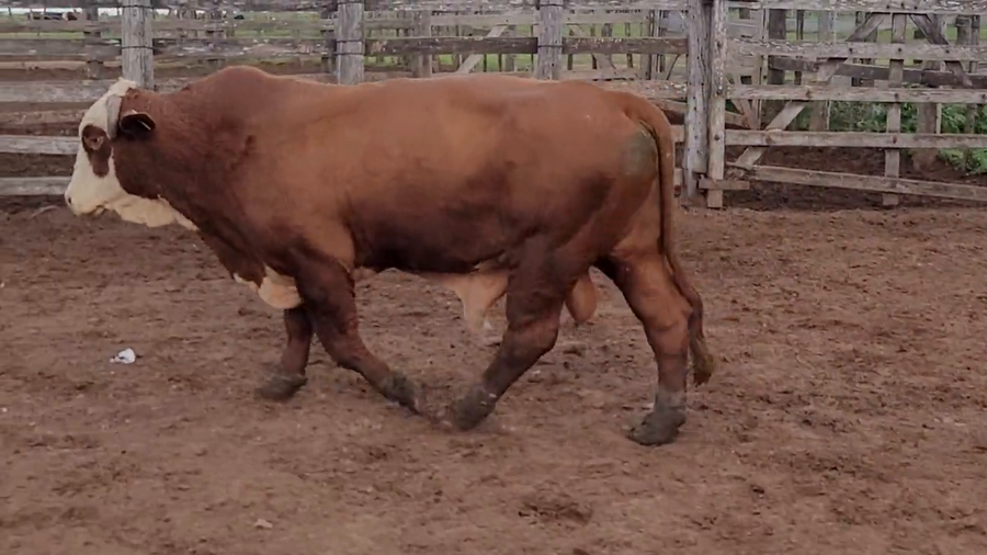 Lote Toros T. Braford a remate en Remate de Reproductores, Asunción