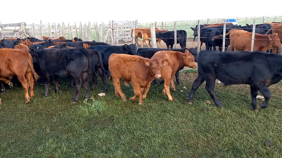 Lote 71 Terneros en arboledas, Buenos Aires