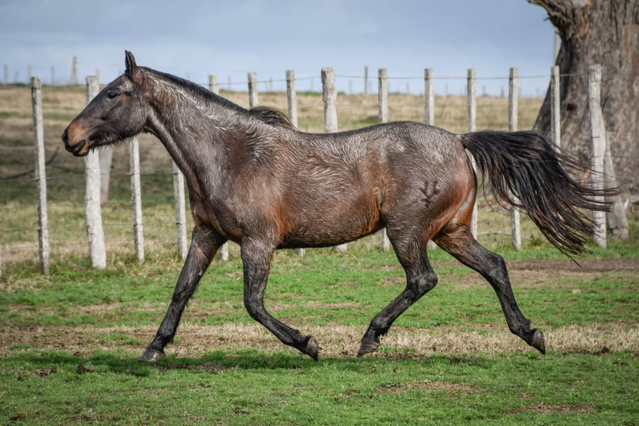 Lote FLORIDA DE VERDES MARES
