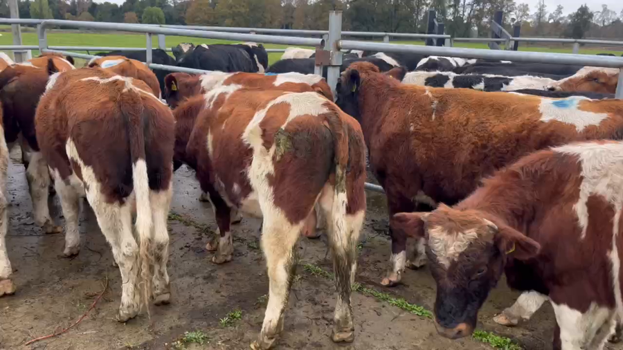 Lote 21 Ternero en Río Bueno, XIV Región Los Ríos