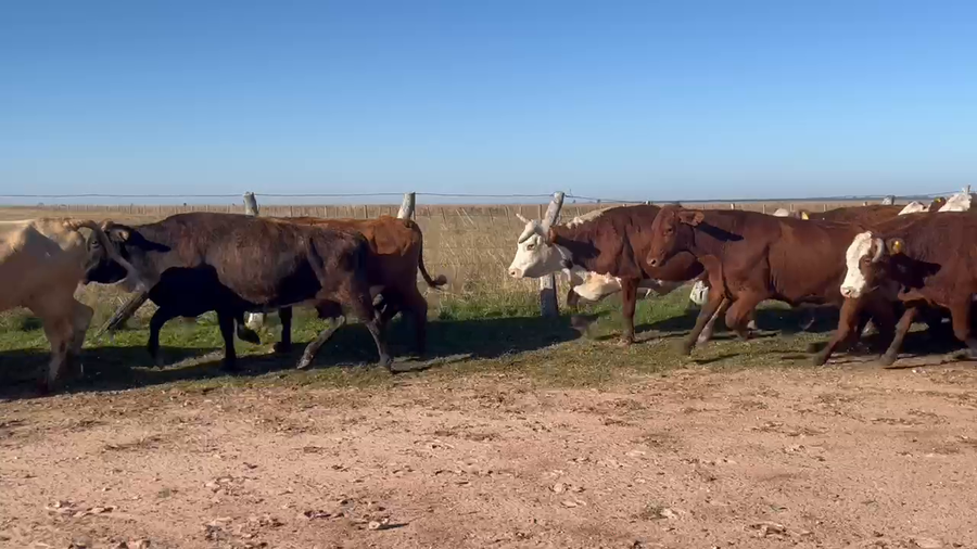 Lote 55 Vacas de invernar