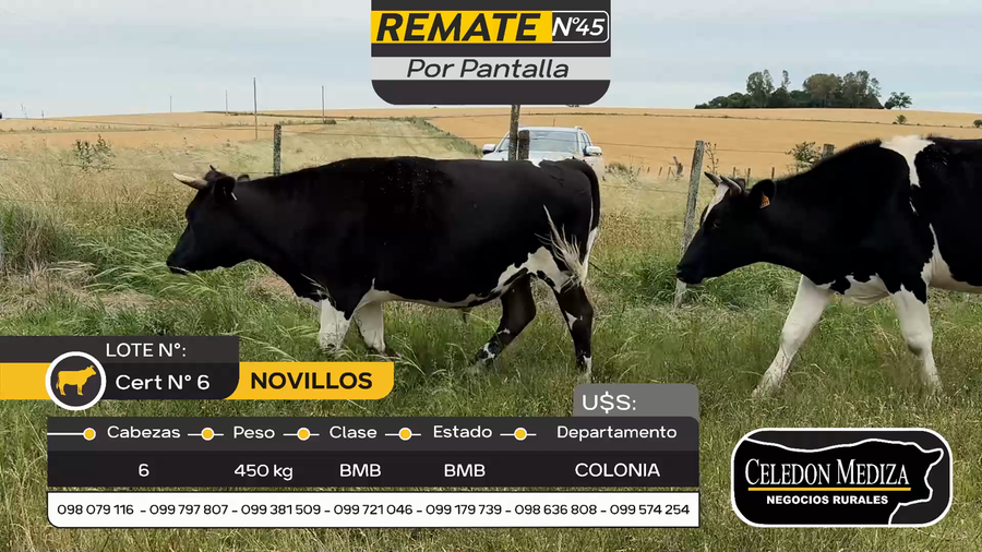 Lote 6 Novillos en Otra Localidad, Colonia