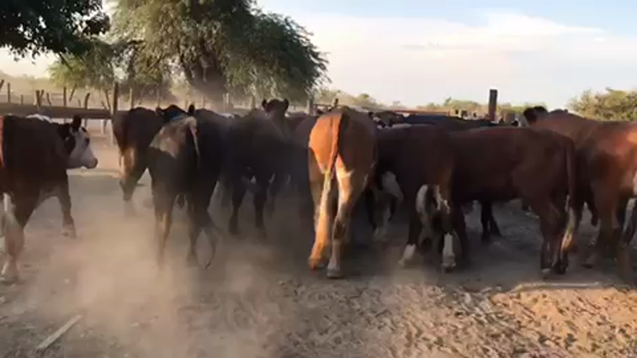 Lote 45 Novillitos en Esquina, Corrientes