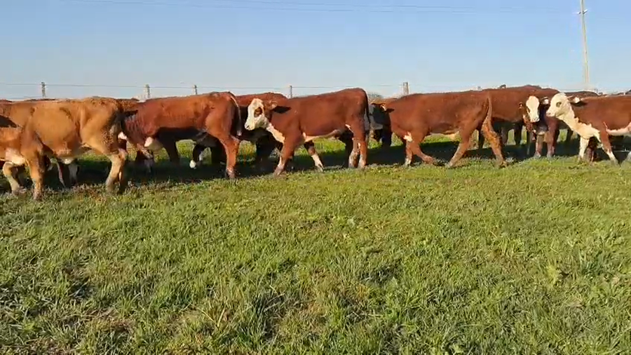 Lote 105 Terneros/as