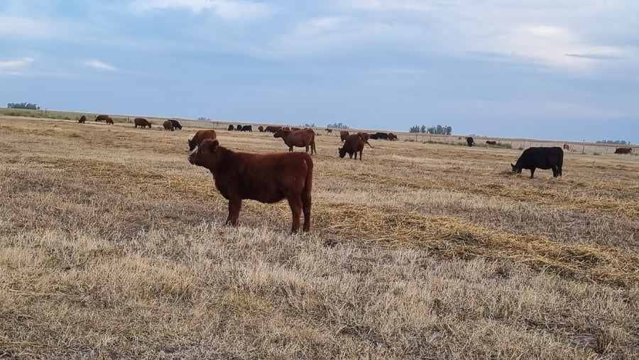 Lote 63 Terneras en Buenos Aires, Tapalqué