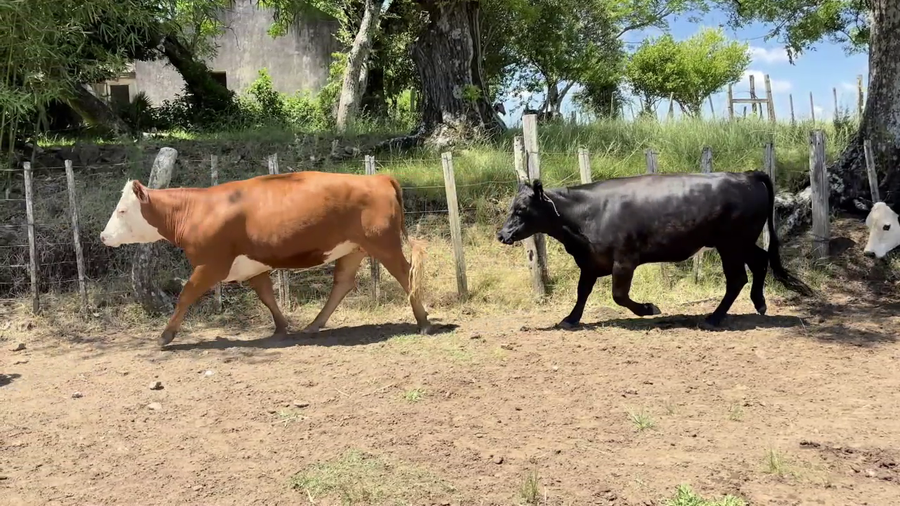 Lote VACAS DE INVERNADA
