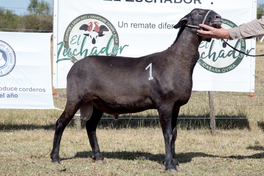 Lote OVINO STA. INES MACHO PP