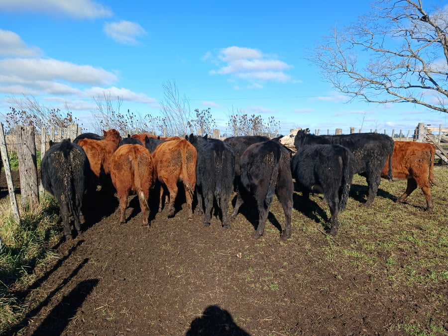 Lote 26 Novillitos en Rauch