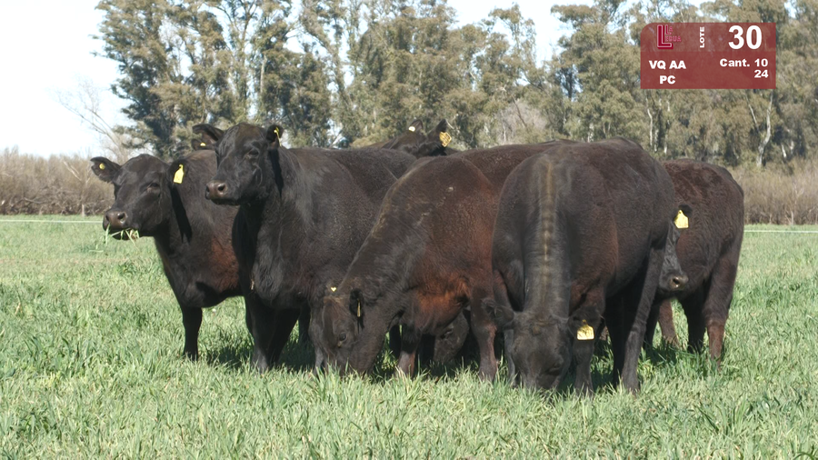 Lote VACAS ANGUS NEGRAS PURAS CONTROLADS C/GTÍA DE PREÑEZ