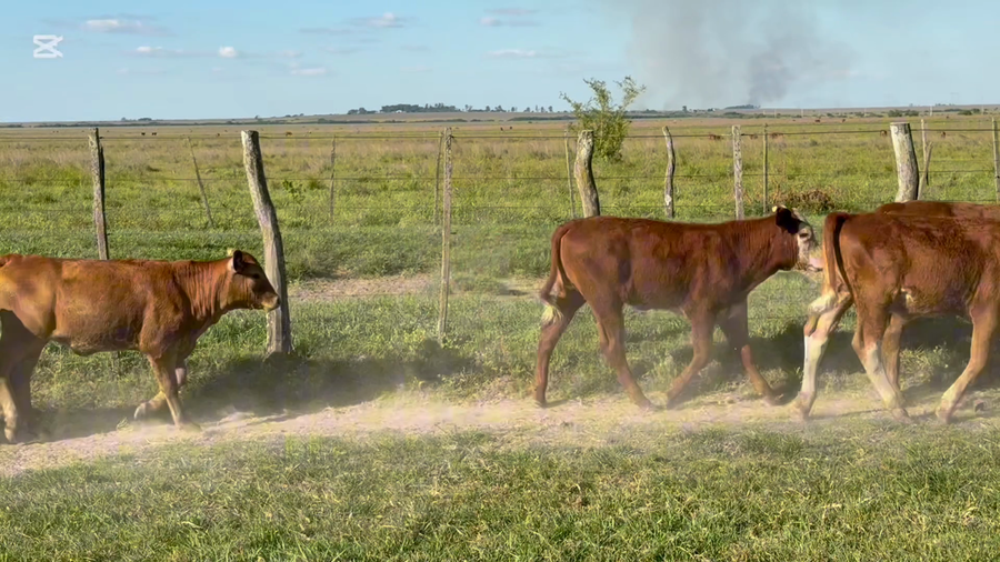 Lote 51 Terneros/as