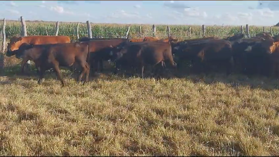 Lote 70 Terneros en Santa Elena, Entre Ríos