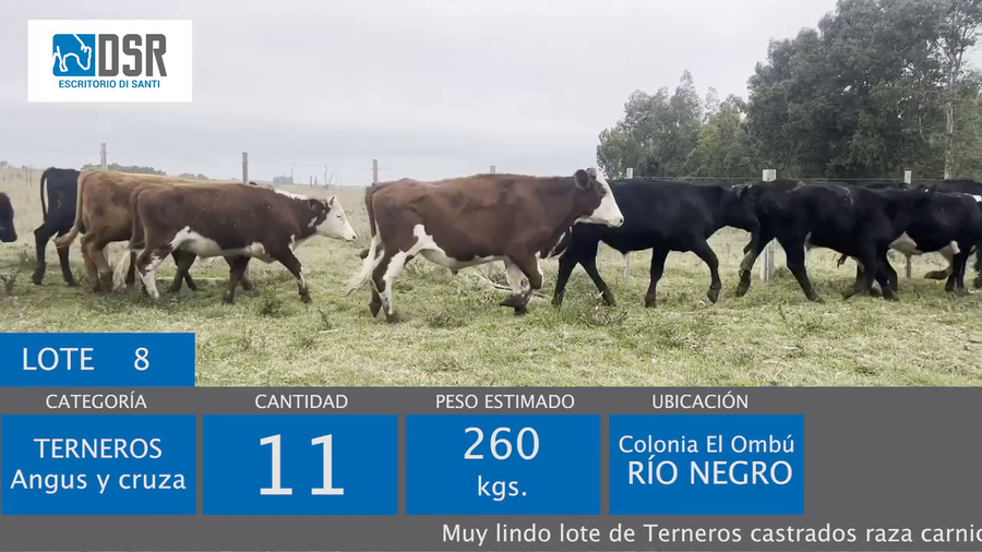 Lote 11 Terneros a remate en 400 Holando, Jersey y Kiwi 260kg - , Flores
