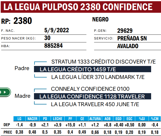 Lote VAQUILLONAS ANGUS  PP