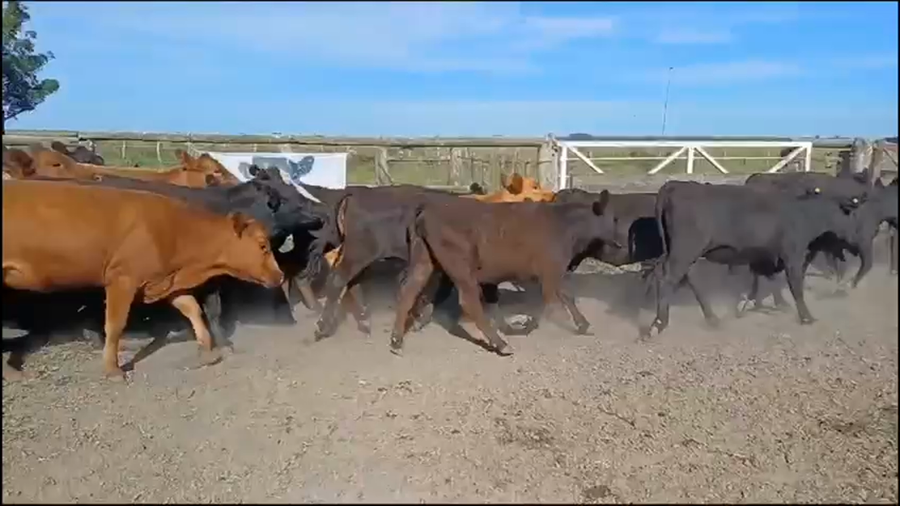 Lote 130 Vaquillonas en San Salvador, Entre Ríos