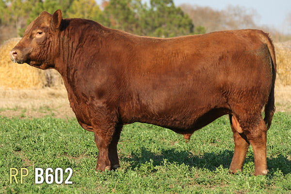 Lote 3 TOROS PUROS DE PEDIGREE