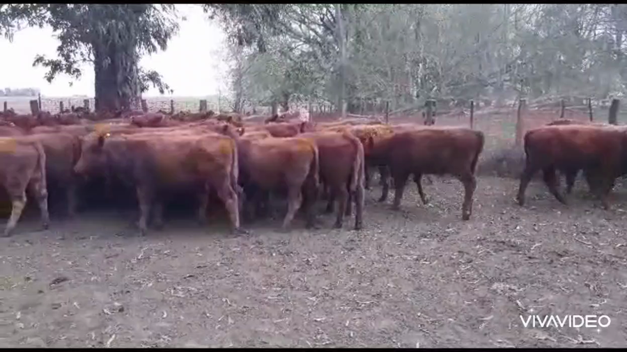 Lote 60 Terneros en Casalins, Buenos Aires