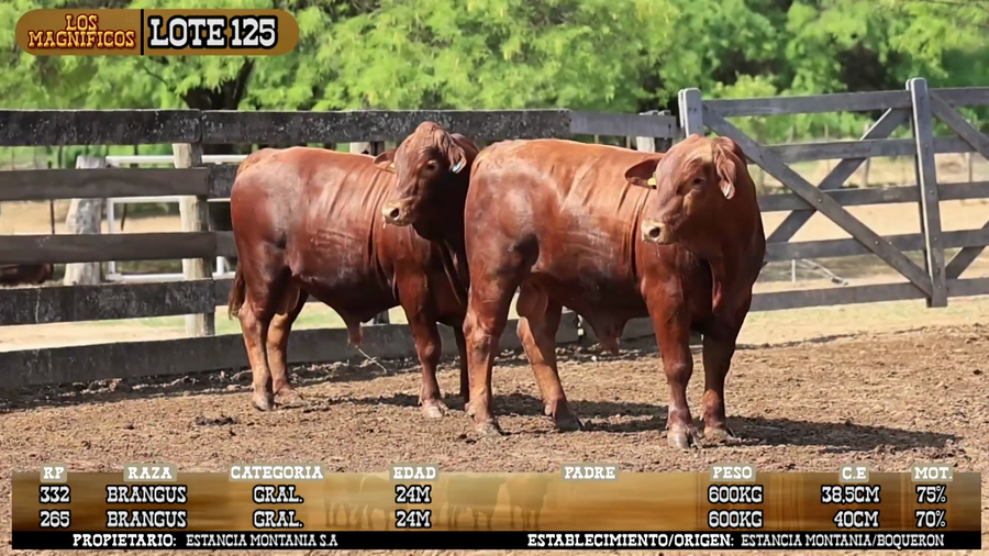 Lote LOTE 125