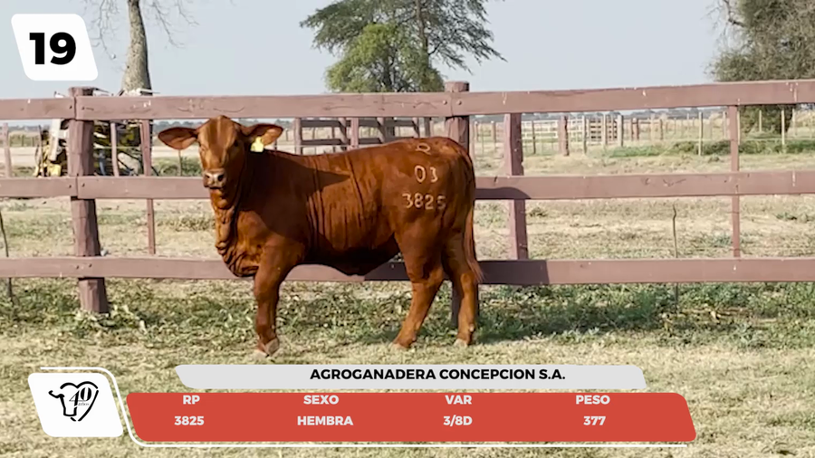 Lote LOTE 19- JUNIOR