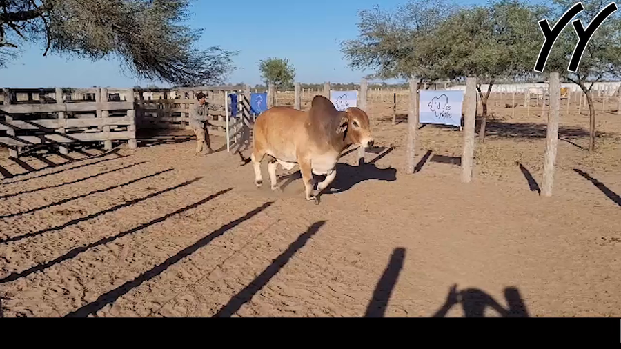 Lote TORO BRAHMAN