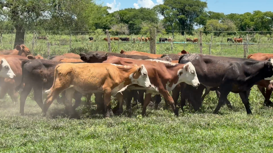 Lote 90 Terneros en Corrientes, San Roque