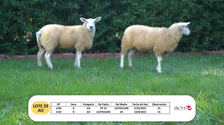 Lote Lote 29- AO