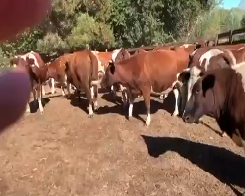 Lote 30 Vaquilla Preñada en Quillón,  XVI Región Ñuble