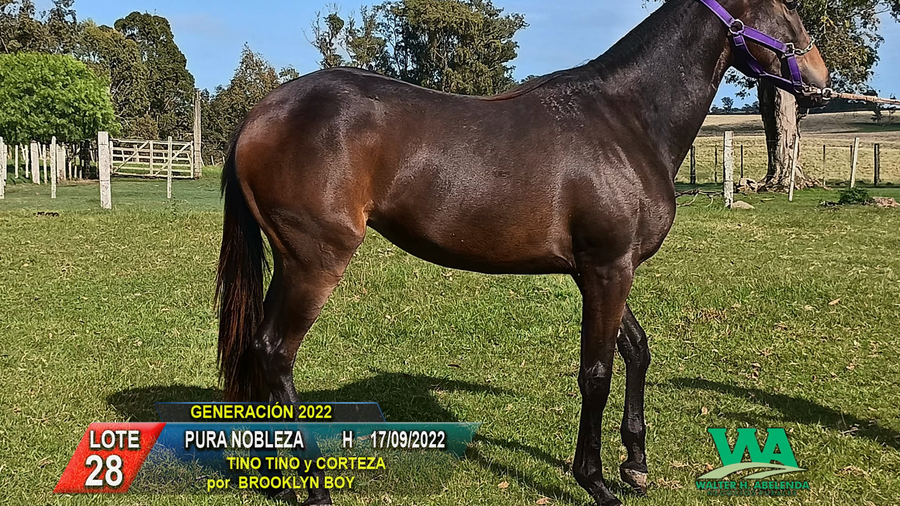 Lote PURA NOBLEZA