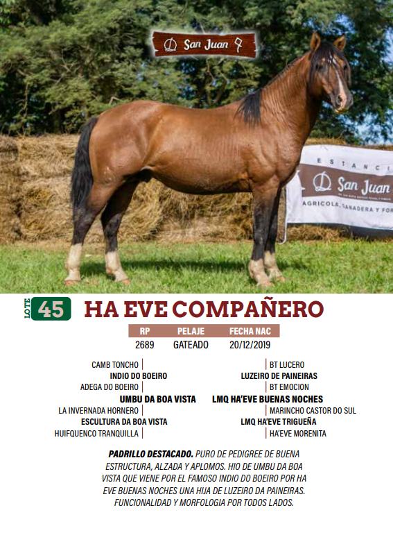 Lote LOTE 45