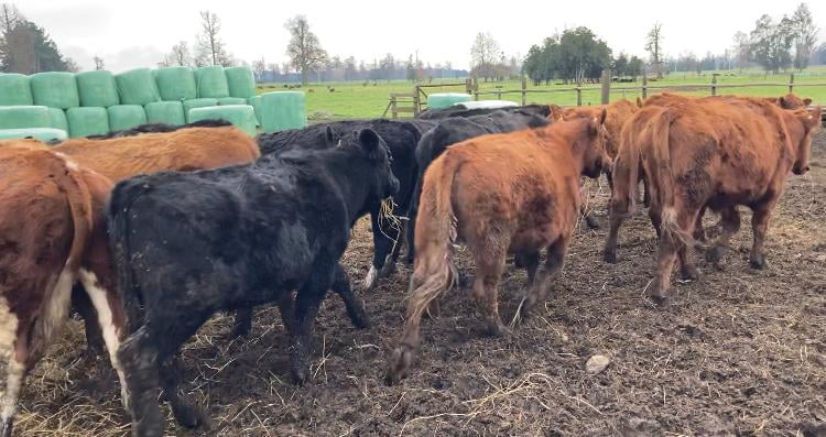 Lote 20 Novillo Engorda en San Pablo, X Región Los Lagos