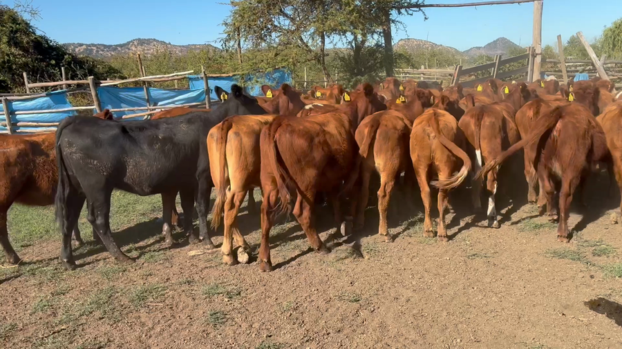 Lote 47 Vaquilla Engorda