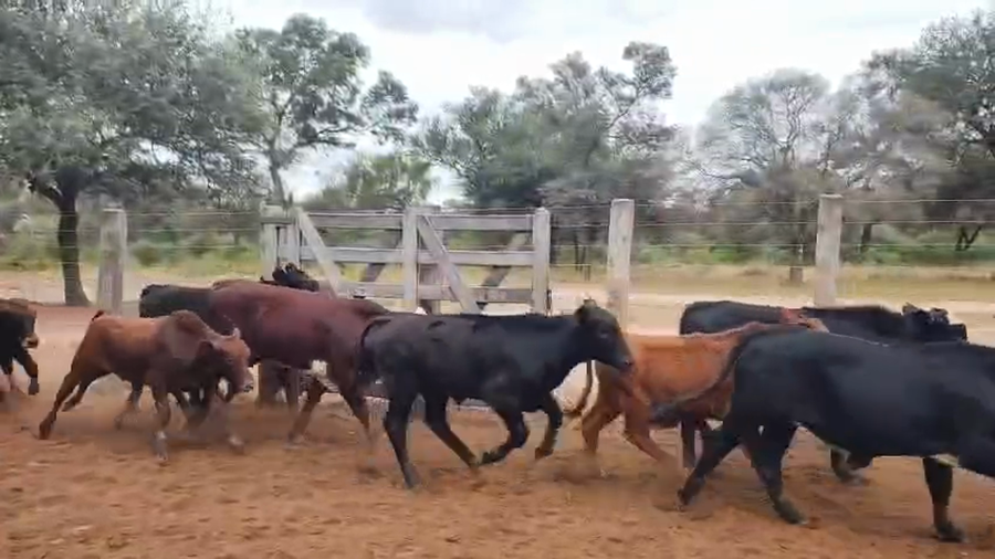 Lote 115 Terneros