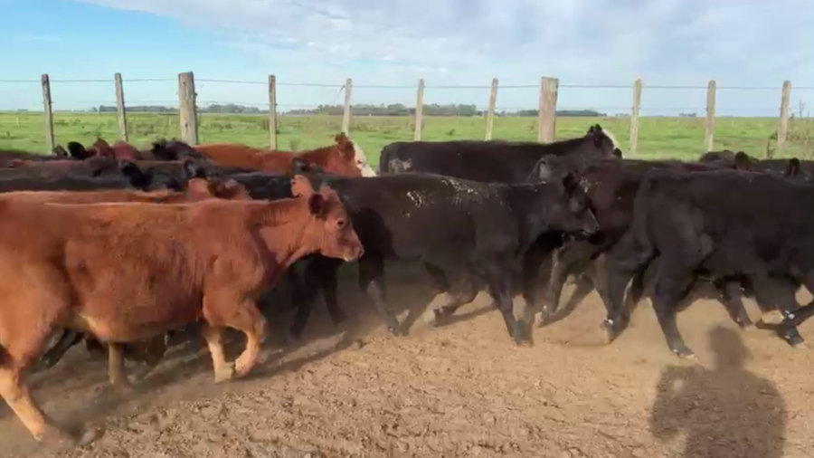 Lote 60 TERNS. MACHOS Y HEMBRAS, LINCOLN, PCIA. DE BS. AS.